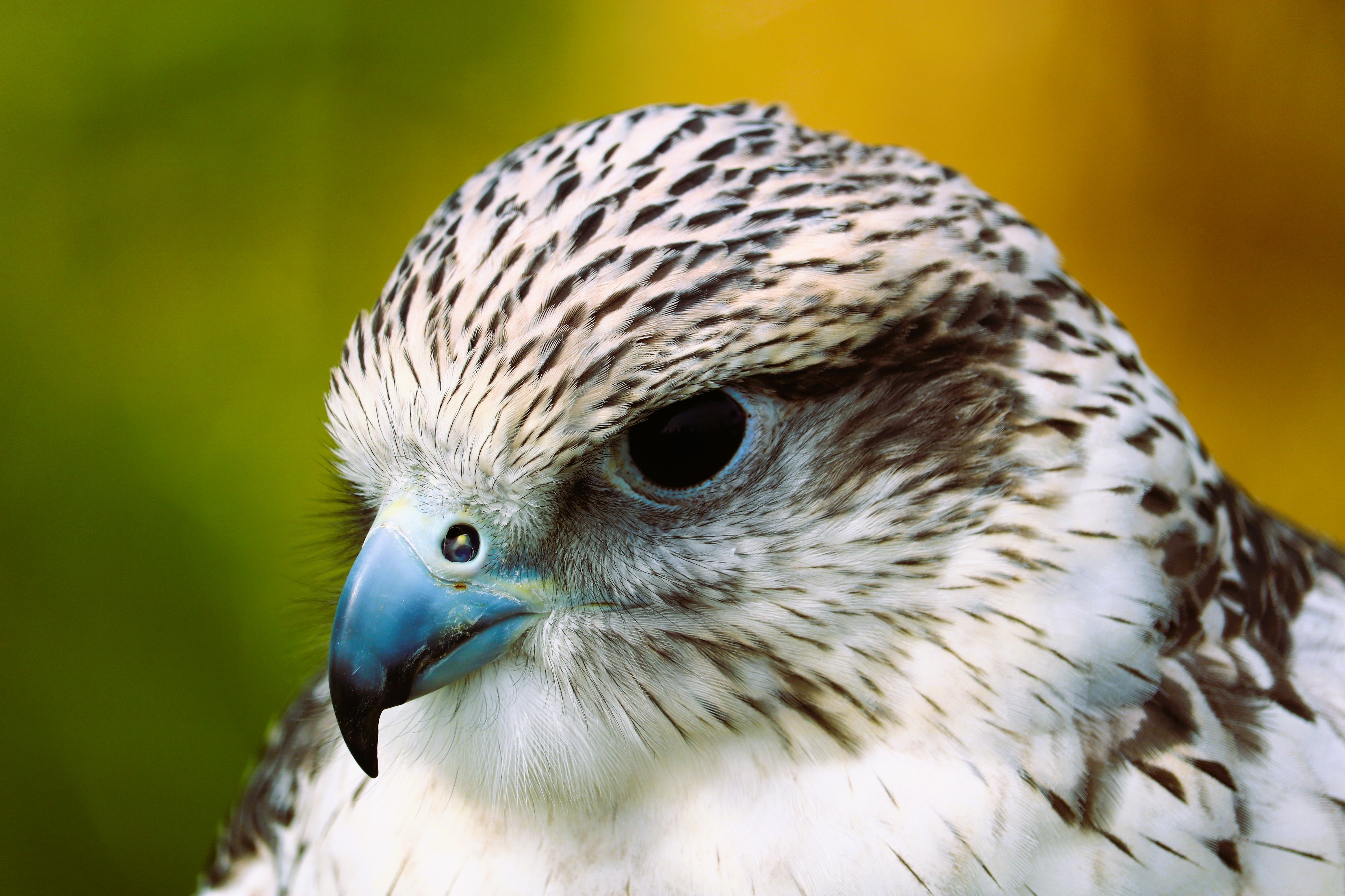 Wildlife Portrait